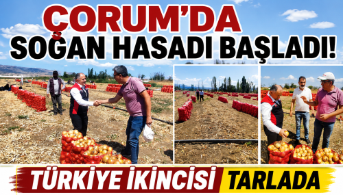 Çorum’da Kuru Soğan Hasadı Başladı