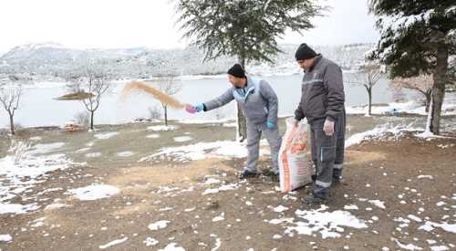 Çorum'da Kuşlar İçin Doğaya Yem Bırakıldı 