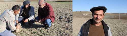 Çorum'da Nohut ektiler göktaşı hasat ettiler