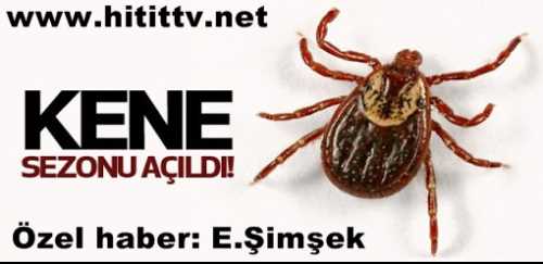 Çorum'da Yılın İlk Kene kabusu  Geri Döndü!