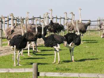 Çorum'dan  Bursa'ya 4 adet deve kuşu yumurtası gitti