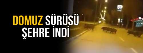 ÇORUM'U DOMUZLAR BASTI