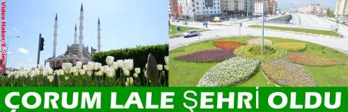 ÇORUM'UN  PARK VE BAHÇELERİNDE LALE DEVRİ