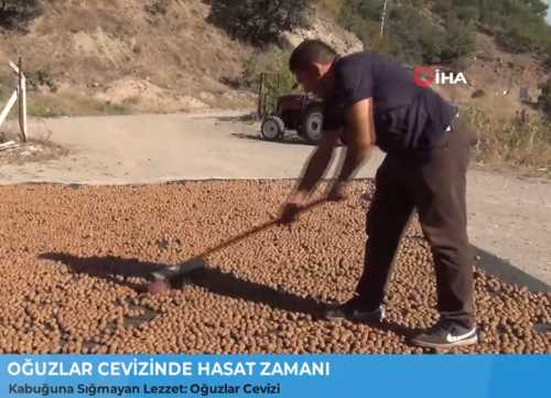 Çorum’un Oğuzlar cevizinde hasat dönemi başladı