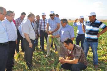Çorumlu Çiftçilere Swale tohumu tanıtıldı