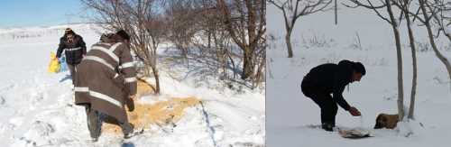 ÇORUMLU GENÇLERDEN HAYVANLARA YARDIM ELİ