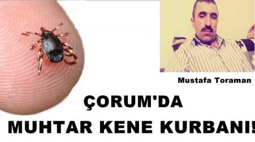 Çorumlu Muhtar kene kurbanı oldu