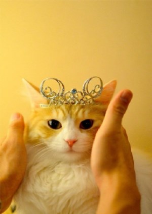 İSLAM'DA BU HAYVANIN ÖZEL BİR YERİ VAR