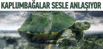 Dev kaplumbağalar sesle anlaşıyor
