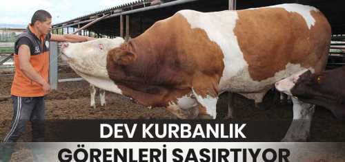 Dev Kurbanlık Buğra görenleri şaşırtıyor!