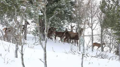 Doğal Güzellikleri  Kış Güzelliği ile birleşince büyülediler 