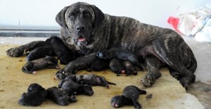 Bu Köpek bir ilke imza attı