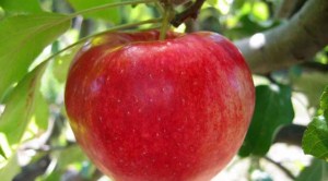 DİŞ DOSTU MEYVELER YEMEK LAZIM