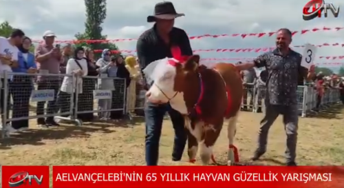 Elvançelebi Köyünde Hayvan Güzellik Yarışması! 