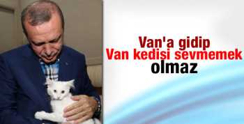 Erdoğan Van kedisi sevdi