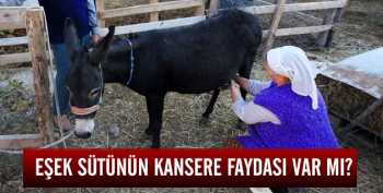 Eşek sütünün gerçekten  kansere faydası var mı?