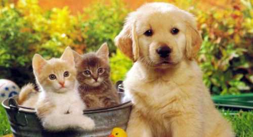 Ev ve Süs Hayvanı Satışı yapanlara Eğitim