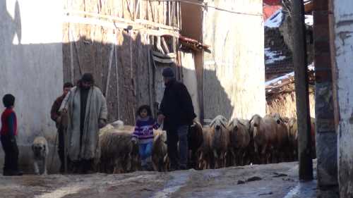 Fakı Babadan Köyüne geri dönene 300 Koyun ve Maaş