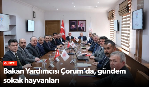 Gündem Sokak Hayvanları!