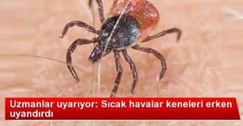 Hava sıcaklıkları nedeniyle kenelerin erken uyanmasına neden oldu