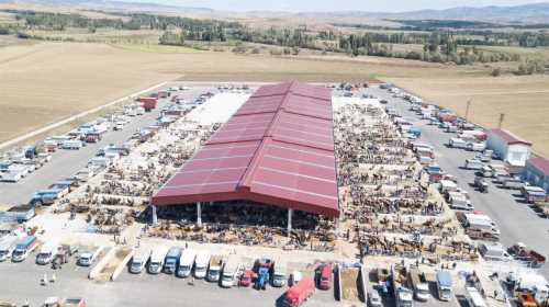 Hayvan pazarında bayram hareketliliği