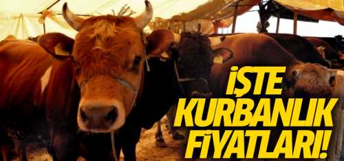 İşte 2019 kurbanlık fiyatları!