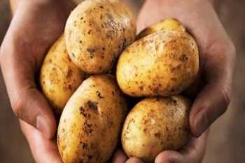 İthal patetes Haberi Depolardaki Patates Fiyatlarını Ucuzlattı