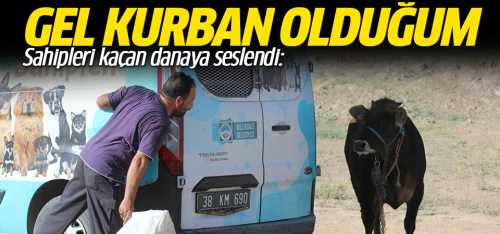 Kaçan kurbanlığa böyle seslendi "Gel kurban olduğum"