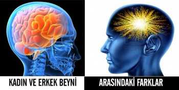 Kadın ve erkek beyni arasındaki farklar neler ?