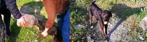 Kafası bidona sıkışan köpeği vatandaşlar kurtardı  