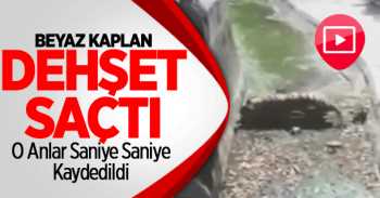 Kaplan Genci Böyle yiyerek Öldürdü