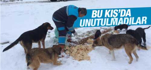 Kar Yağışı Sonrası Sokak Hayvanları unutulmadı