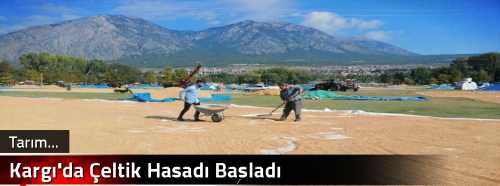 Kargı'da Çeltik Hasadı Başladı