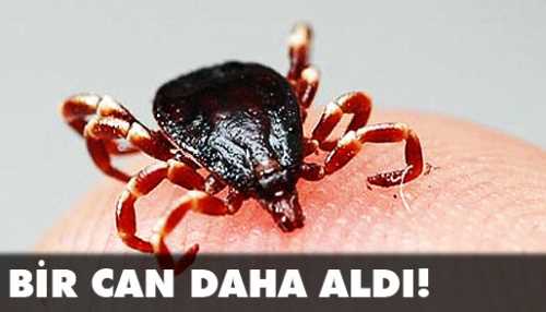 KENE ÇORUM'DA YİNE  BİR CAN ALDI