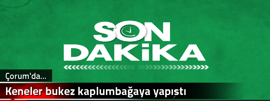 Keneler bukez kaplumbağaya yapıştı