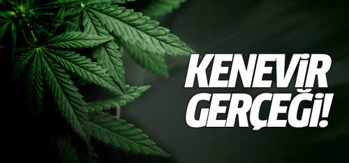 Kenevir gerçeği nedir?