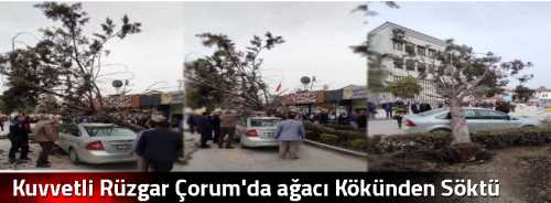 Kuvvetli Rüzgar Çorum'da ağacı Kökünden Söktü