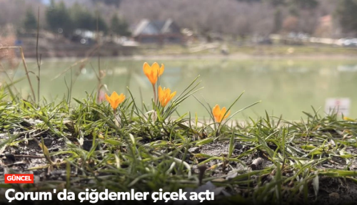 Laçin Yeşil Göl Menekşe ve Çiğdemlerle Görsel Şölen Sunuyor