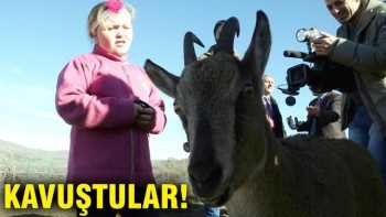 MELEK KEÇİ ÇARLİ'YE ÇORUM'DA KAVUŞTU