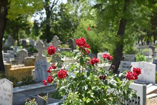 Mezarlıklar  Gül Kokacak