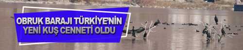 Obruk Barajı, Bölgenin yeni kuş cenneti oldu