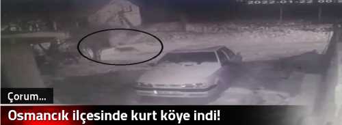 Osmancık ilçesinde kurt köye indi!
