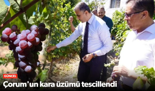 Osmancık Karası Üzümü Tarihten Gelen Lezzet Artık Kayıtlarda!