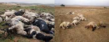  OSMANCIK’TA ARAZİDE ÖLÜ BULUNAN HAYVANLAR NEDEN ÖLDÜ?