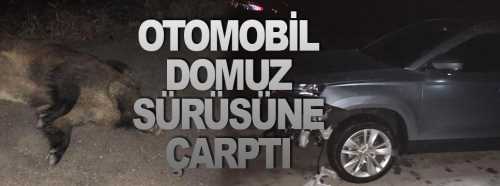 Otomobiliyle domuz sürüsüne çarptı