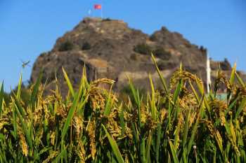 PİRİNCİN BAŞKENTİ OSMANCIK'DA  ÇELTİK EKİMİ BAŞLADI