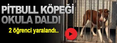 Pitbull cinsi köpek okul bahçesine girdi