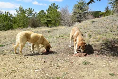 Sokak hayvanları için iş birliği
