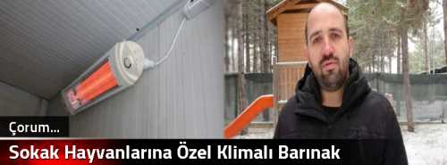 Sokak Hayvanlarına Özel Klimalı Barınak