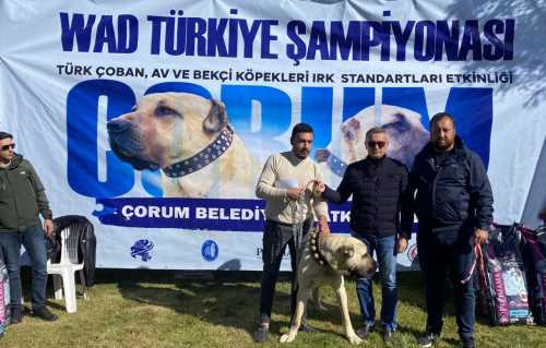 Türk çoban köpeği ırkları Çorum'da Yarıştı 